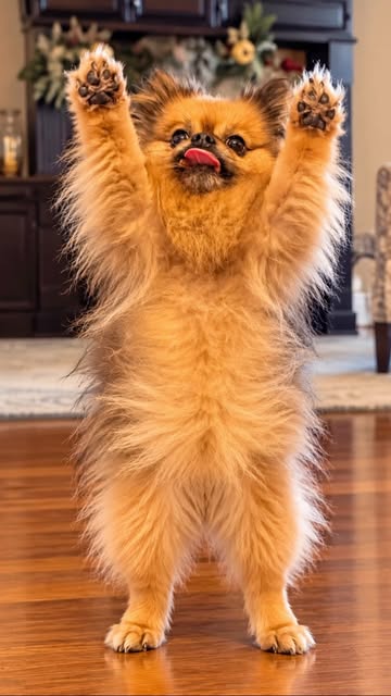 Emoji the Pomeranian